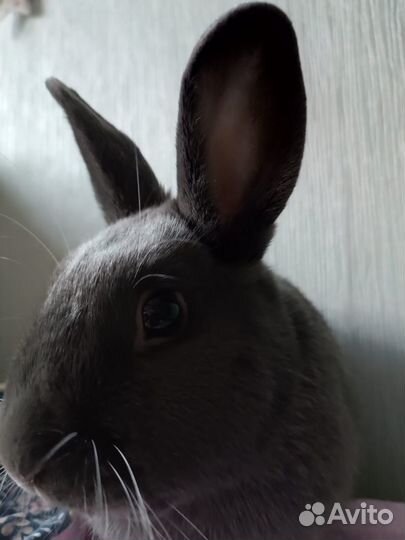 Кролик для вязки