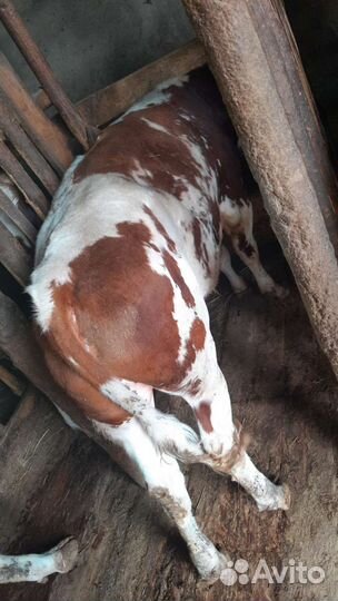 Быки и телки