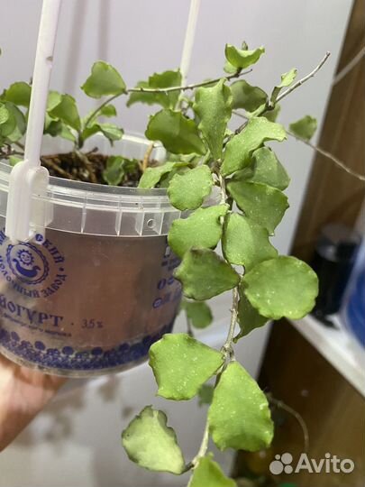 Хойя kanyakumariana