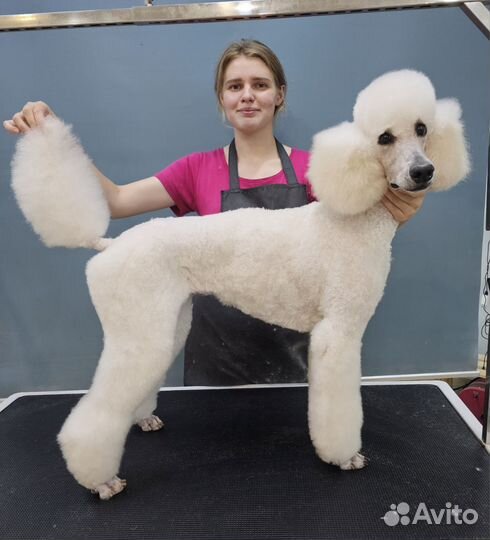 Груминг собак