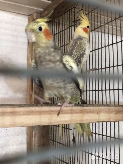 Попугай корелла