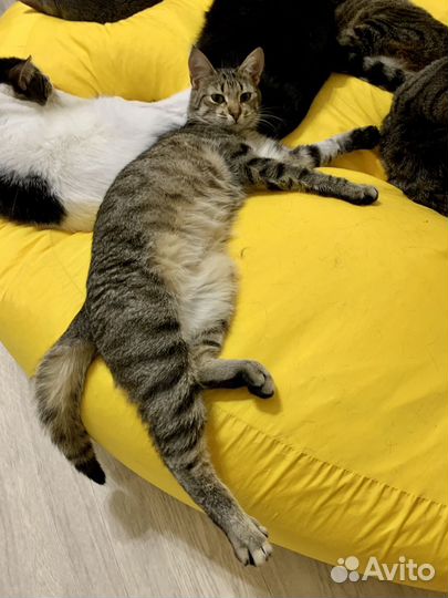 Кошечка Чейси в дар