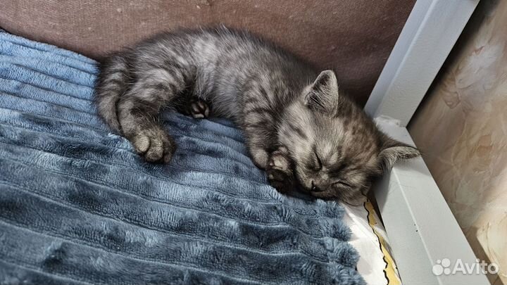 Шотландская