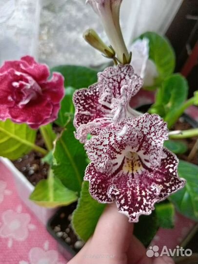 Стрептокарпусы