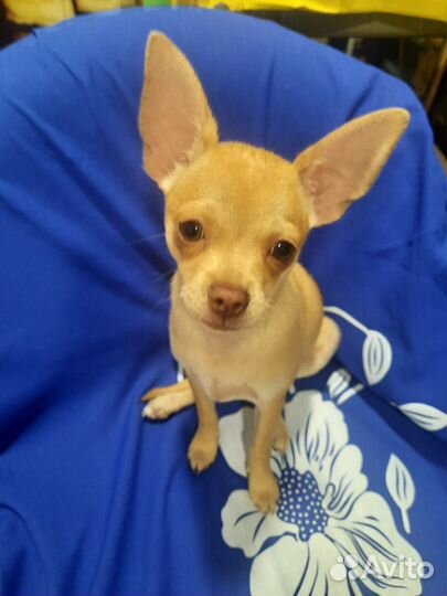 Щенки чихуахуа мини