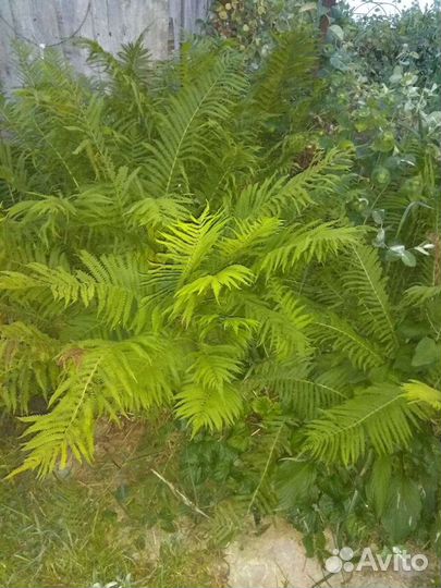 Лилейники и многолетние цветы