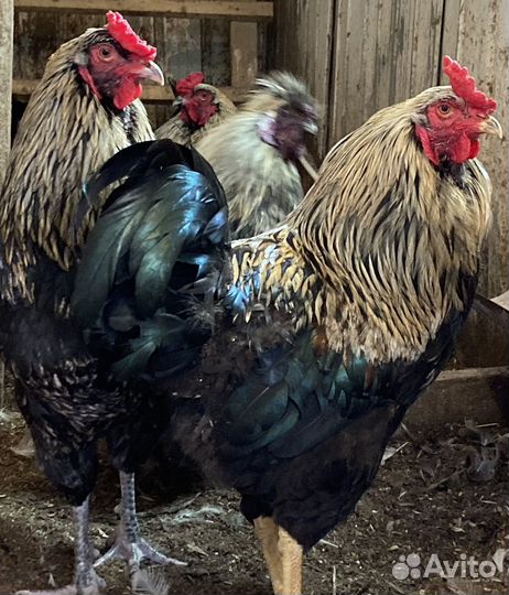 Продажа домашней птицы