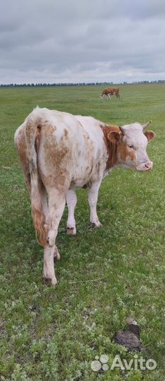 Телка.сементал 1год 5