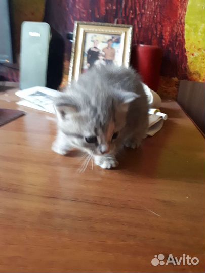 Котята британские