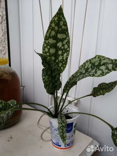 Медуница. Многолетник