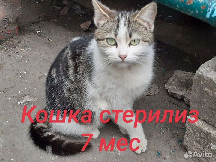Котики с Донбасса