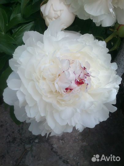 Саженцы (деленки) пионов