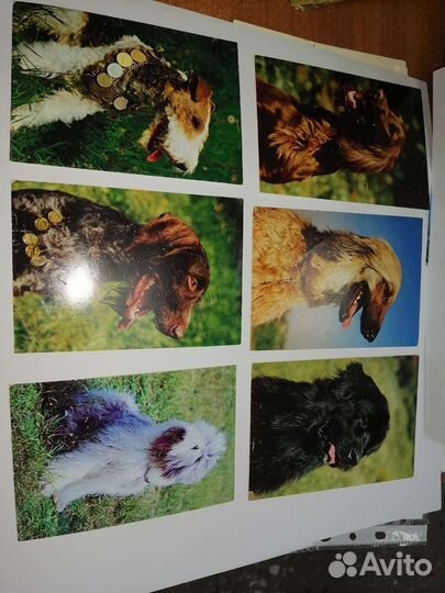 Открытки СССР собаки