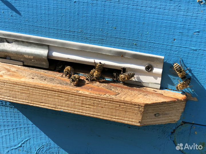 Мед гречишный с Алтая