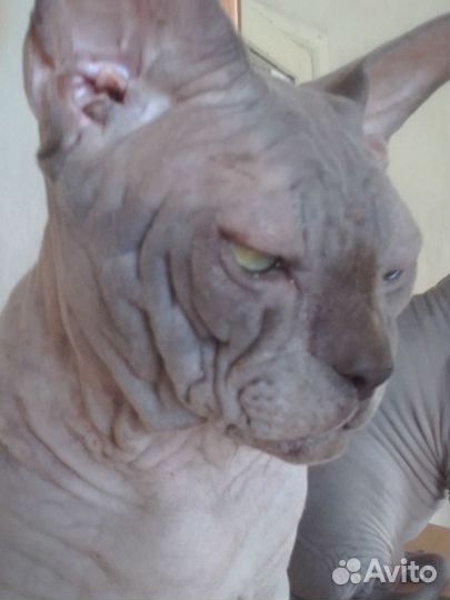 Канадский сфинкс