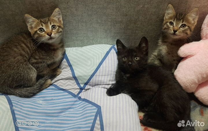 Котята
