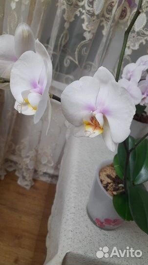 Комнатные цветы орхидеи