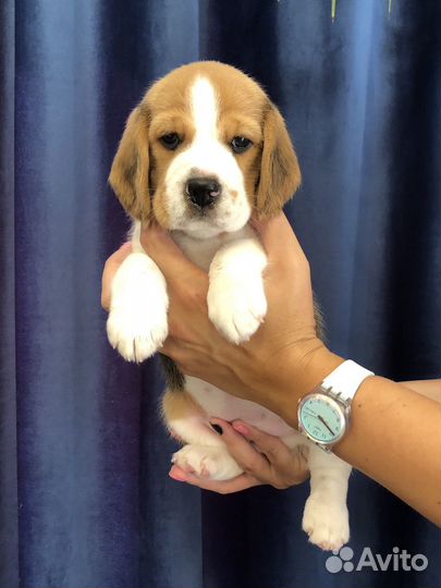 Щенки Бигль