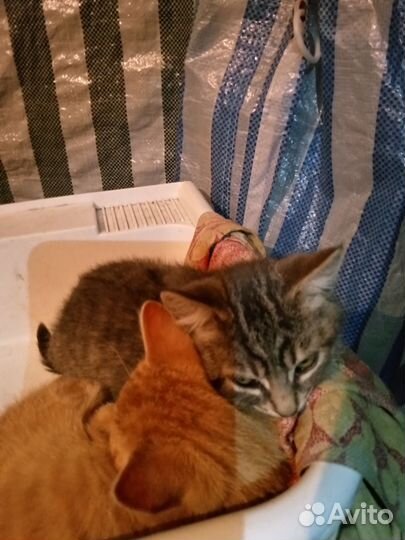 Котятам нужен дом