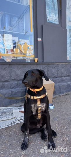 Собака невероятная