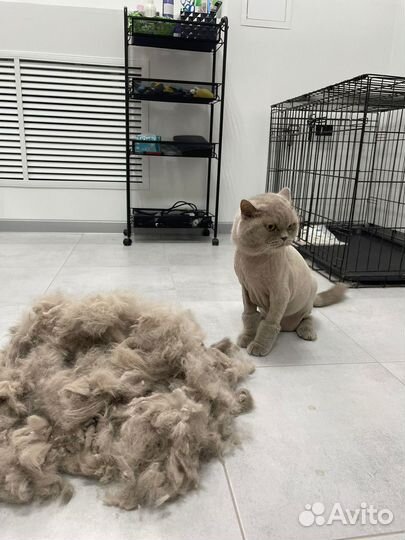 Груминг-студия Lucky Dog