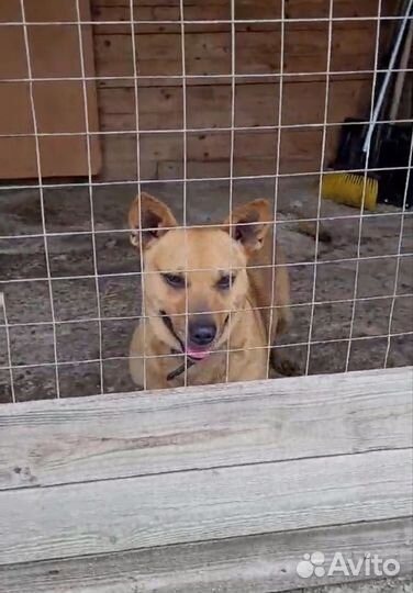 Пёсик коротколапик