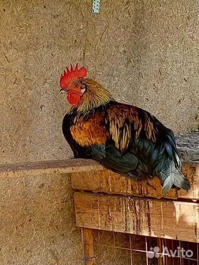Молодые петухи