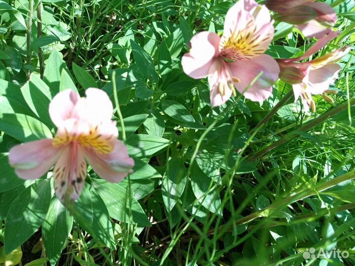 Альстромерия розовая