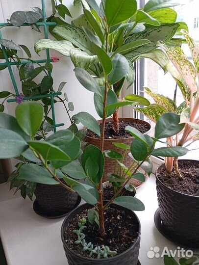 Комнатные цветы