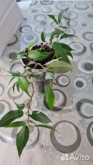 Отросток фикус а Бенджамина