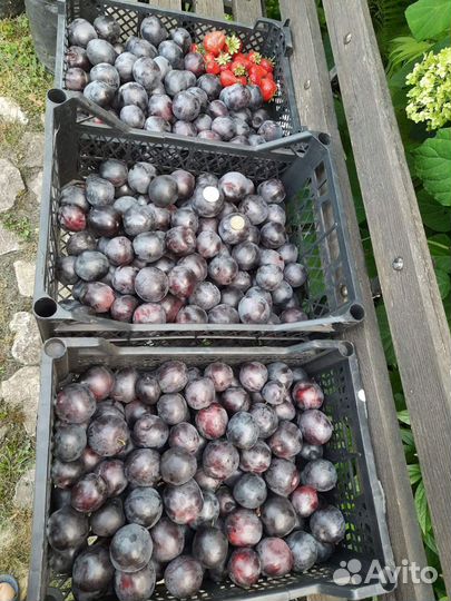 Саженцы абрикосов и сливы