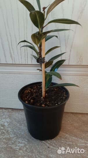 Фикус каучуконосный