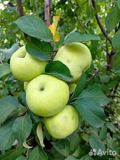 Яблоки зимние