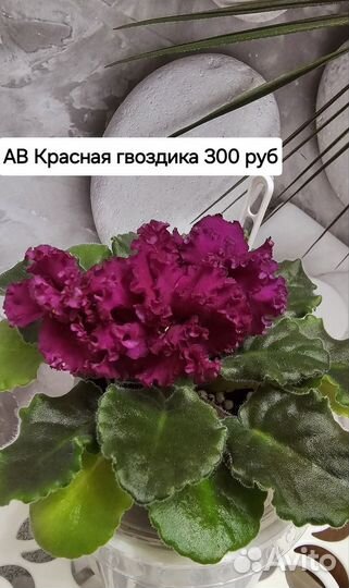 Цветущие фиалки