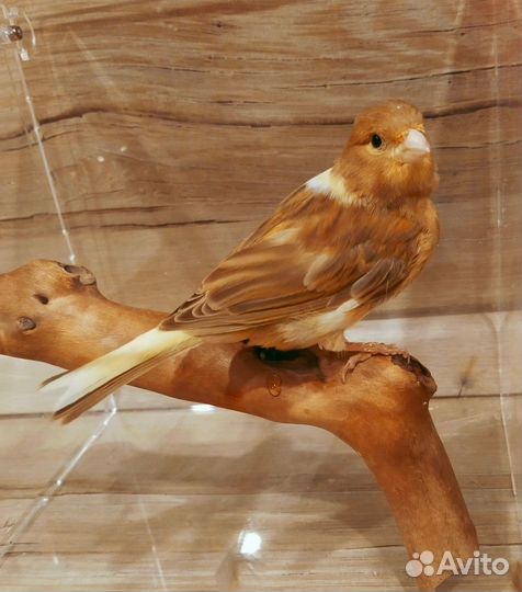 Канарейка самочка