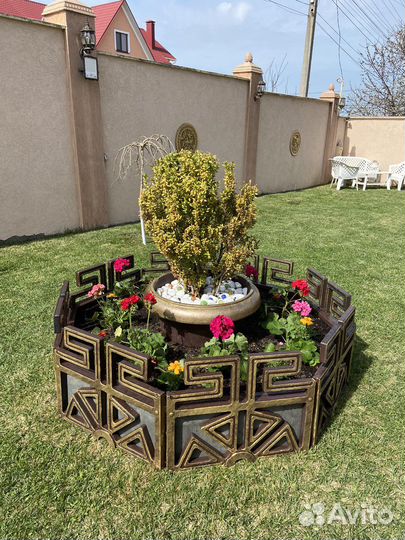 Цветочница уличная