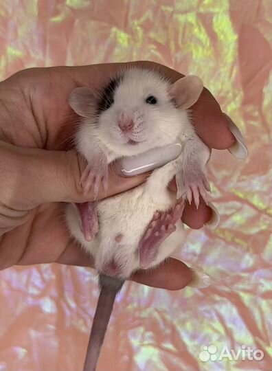 Крысята Дамбо. Крысята от Питомника. Большой выбор