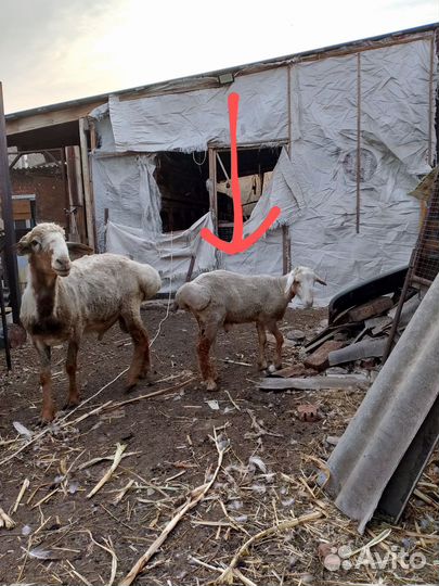 Эдильбаевский курдючный баранчик