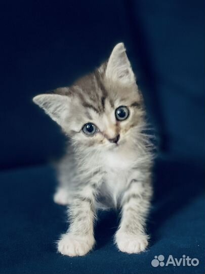 Котенок в добрые руки