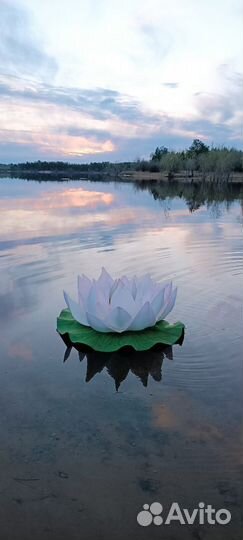 Цветы для фотосессии