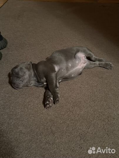 Франзуский бульдог щенок голубой