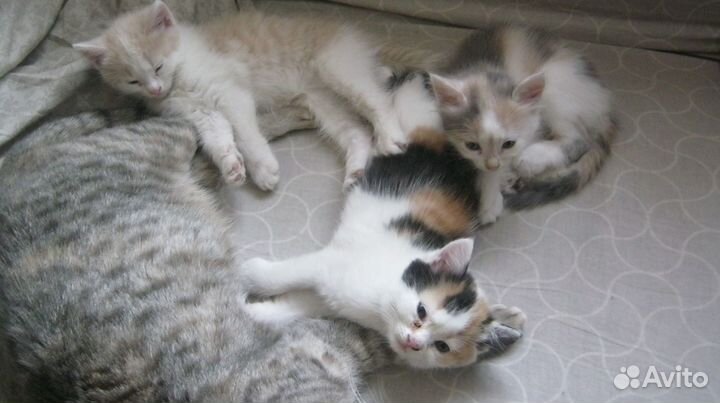 Котята в добрые руки