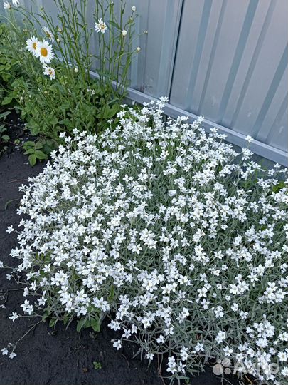 Ирис, сколка