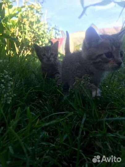 Котята в добрые руки бесплатно