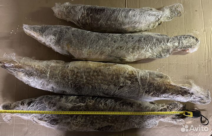 Щука свежемороженная