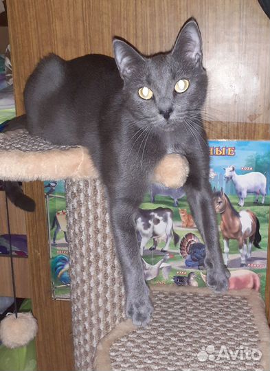 Кошка