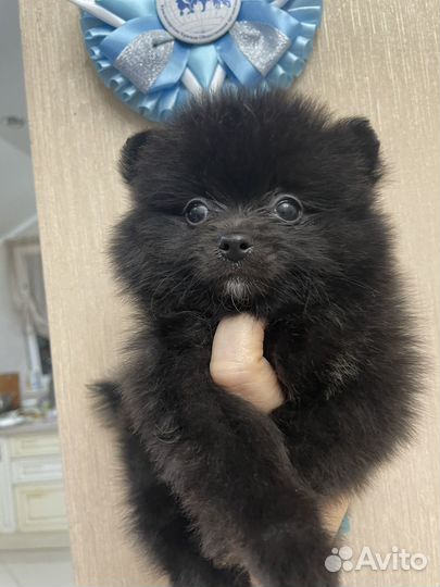 Померанский шпиц