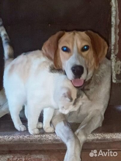 Самая лучшая собака. Друг