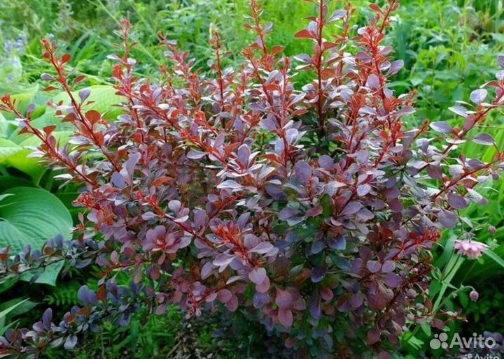 Барбарис Тунберга антропуреа