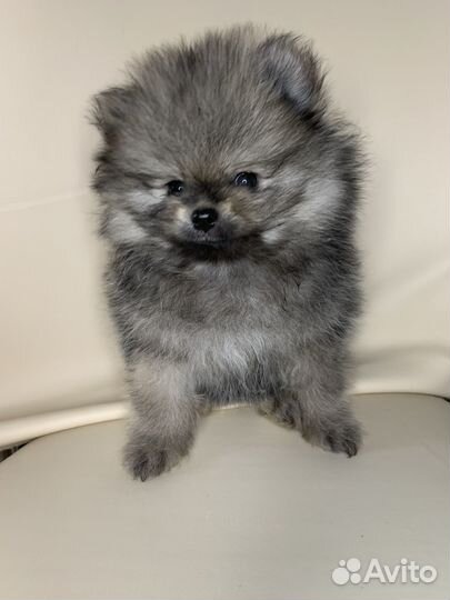 Померанский мини шпиц